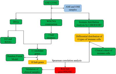 Identification of PFKFB2 as a key gene for the transition from acute to old myocardial infarction in peripheral blood